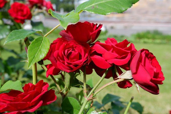 Bunga Mawar Merah